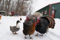 Turkeys, a hen and a duck in winter outdoors