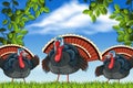 Turkeys in nature scene Royalty Free Stock Photo