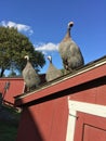 turkeys perched on top of a red chicken coop and look like a singing