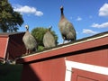 turkeys perched on top of a red chicken coop Royalty Free Stock Photo