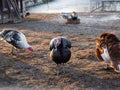 Turkeys in the poultry yard in winter