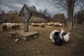 Turkeys and sheep in a traditional farm