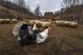 Turkeys and sheep in a traditional farm