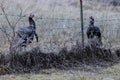 Turkeys standing by a barbed wire fence in a field Royalty Free Stock Photo