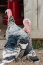 Turkeys Royalty Free Stock Photo