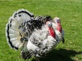 Turkeys Royalty Free Stock Photo