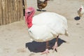 The turkeys walk around the farmyard. Royalty Free Stock Photo