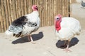 The turkeys walk around the farmyard. Royalty Free Stock Photo
