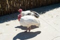 The turkeys walk around the farmyard. Royalty Free Stock Photo