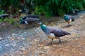 Turkeys walking in the field looking