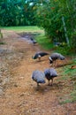 Turkeys walking in the field looking