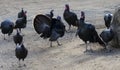 Wild Turkeys around Thanksgiving on sand Royalty Free Stock Photo