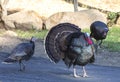 Wild Turkeys around Thanksgiving on a road Royalty Free Stock Photo