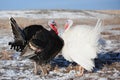 Turkeys in winter field Royalty Free Stock Photo