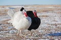 Turkeys in winter field