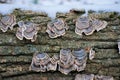 Turkeytail shelf fungus on dead wood with snow Royalty Free Stock Photo