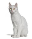 Turkish Angora (18 months old) Royalty Free Stock Photo