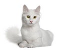 Turkish Angora (18 months old) Royalty Free Stock Photo