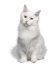 Turkish Angora (18 months old) Royalty Free Stock Photo