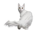 Turkish Angora (18 months old) Royalty Free Stock Photo