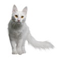 Turkish Angora (18 months old) Royalty Free Stock Photo