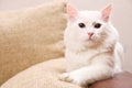 Turkish angora