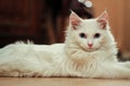 Turkish angora cat Royalty Free Stock Photo