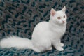 Turkish Angora cat on dark background Royalty Free Stock Photo