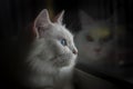 Turkish Angora Cat Royalty Free Stock Photo