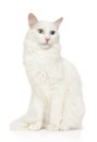 Turkish Angora cat sits in front of white background Royalty Free Stock Photo