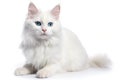 Turkish Angora Cat Sitting On A White Background