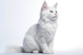 Turkish Angora Cat Stands On A White Background