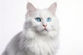 Turkish Angora Cat Upright On A White Background