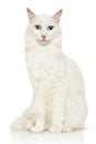 Turkish Angora cat on a white background Royalty Free Stock Photo