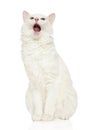 Turkish Angora cat on white background Royalty Free Stock Photo
