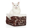 Turkish Angora cat in wicker basket Royalty Free Stock Photo