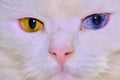 Turkish angora with heterochromia close up color