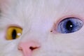 Turkish angora with heterochromia close up color