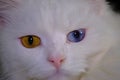 Turkish angora with heterochromia close up color