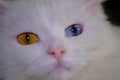 Turkish angora with heterochromia close up color