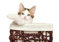 Turkish Angora kitten in basket Royalty Free Stock Photo
