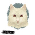 Turkish Angora kitten breed of domestic cat. White white Turkish Angora cat isolated domestic animal. Digital art illustration