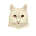 Turkish Angora kitten breed of domestic cat. White white Turkish Angora cat isolated domestic animal. Digital art illustration