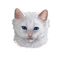 Turkish Angora kitten breed of domestic cat. White white Turkish Angora cat isolated domestic animal. Digital art illustration