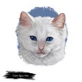 Turkish Angora kitten breed of domestic cat. White white Turkish Angora cat isolated domestic animal. Digital art illustration