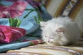 Turkish angora kitten sleeps on bed