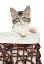 Turkish Angora kitten in wicker basket Royalty Free Stock Photo