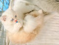 Turkish Angora kittens with pet toy