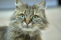 Turkish angora tortoise-colored close up Royalty Free Stock Photo