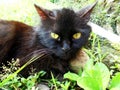 The Turkish Angora & x28;Turkish: Ankara kedisi, & x27;ankara cat& x27;& x29; is one of the oldest domestic cat breeds.